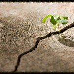 La Scelta Vegan: una Presa di Coscienza Consapevole