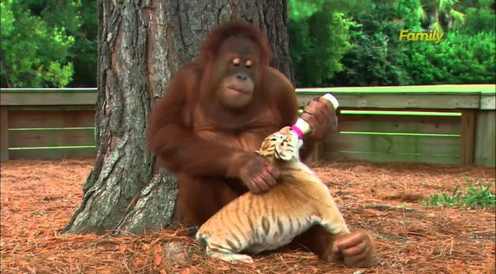 Amore senza distinzione di Razza